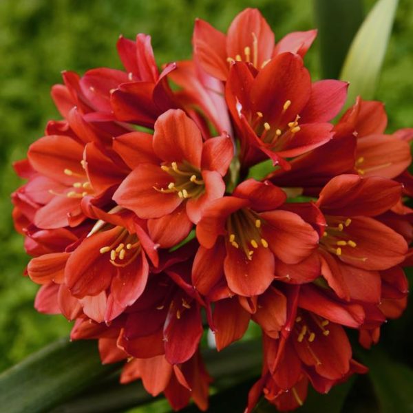 Sunkissed Daisy Arrangement