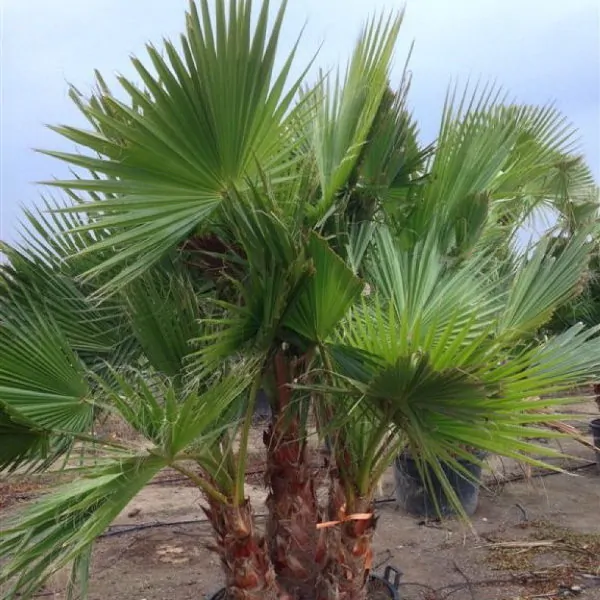 Zen Garden Arrangement - Image 3