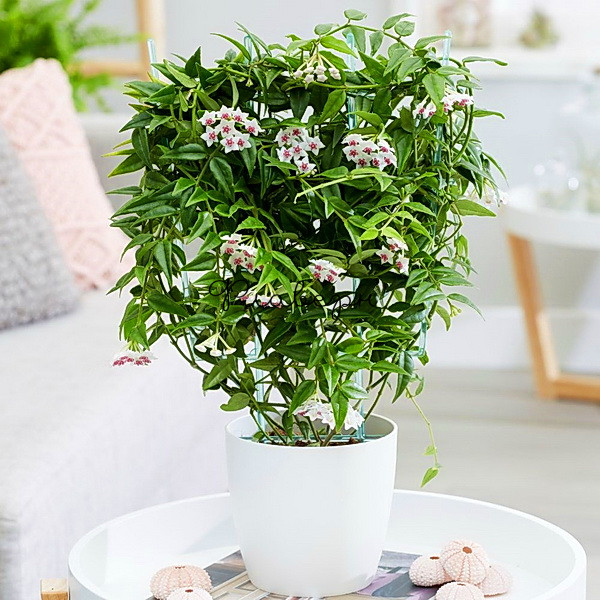 Sunflower & Lavender Mix - Image 3