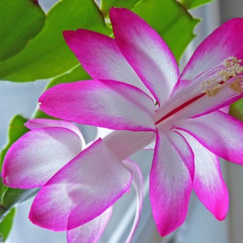 Vibrant Calla Lily Arrangement