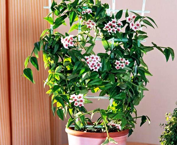 Sunflower & Lavender Mix - Image 4