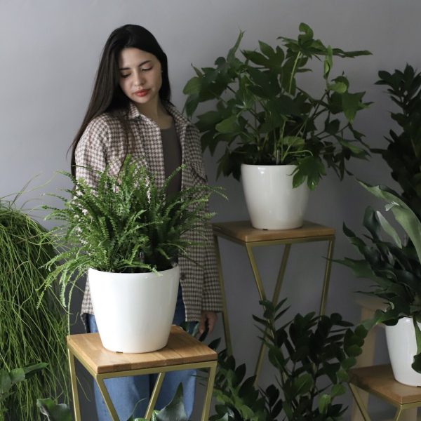 Autumn Chrysanthemum Display