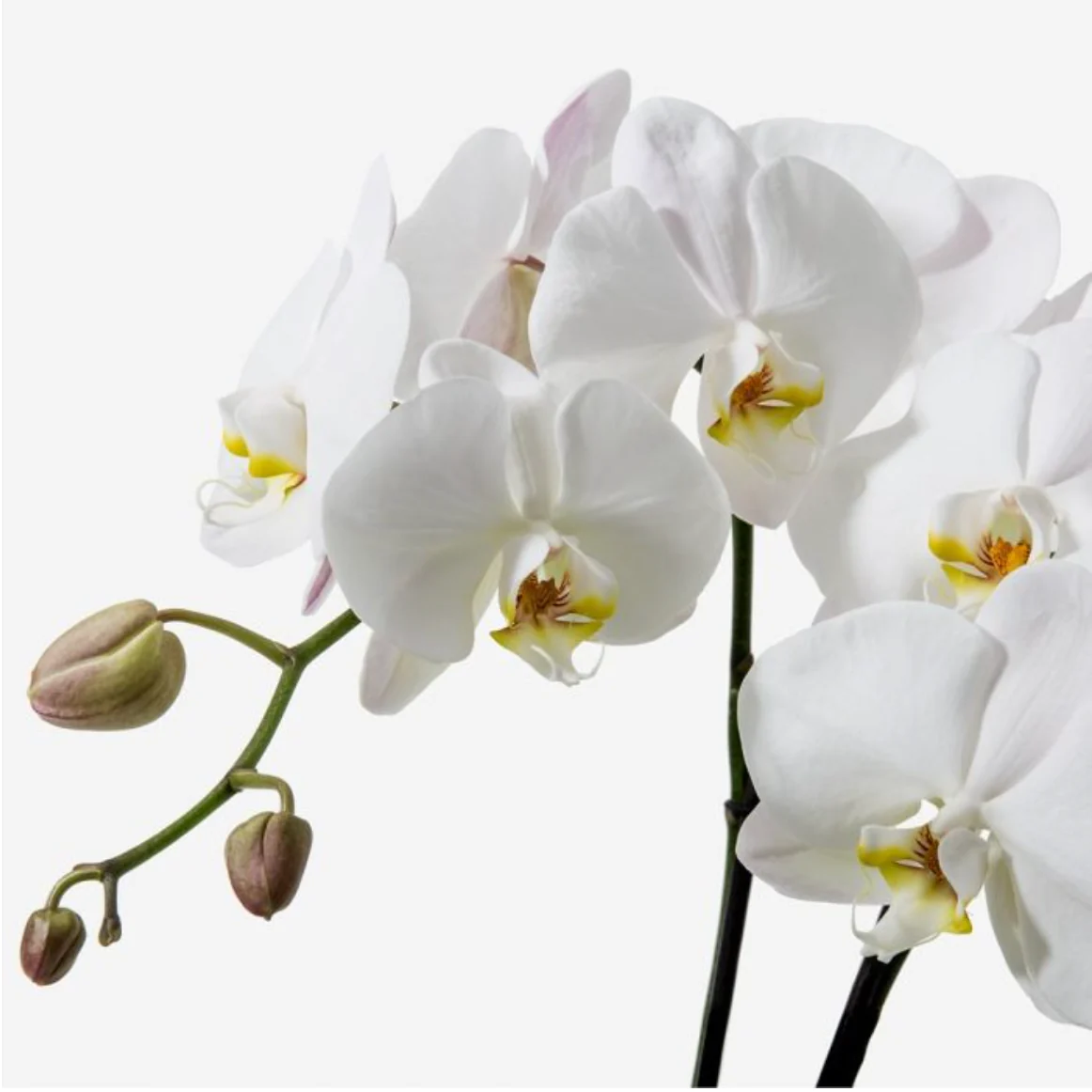 Bright & Bold Geraniums