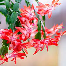 Vibrant Calla Lily Arrangement - Image 4