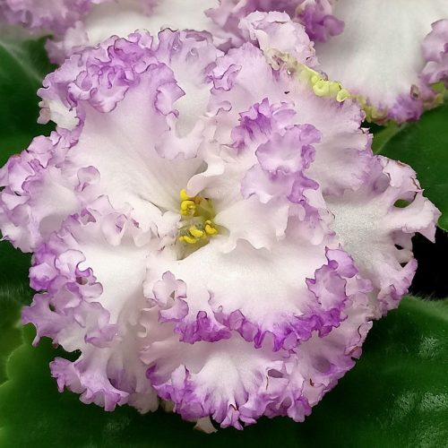 Seasonal Floral Wreath